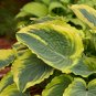 New Arrival hosta TRENDSETTER small rippled new wavy larger 1 pint pot = 1 Live Potted Plant