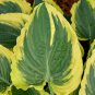 New Arrival hosta TRENDSETTER small rippled new wavy larger 1 pint pot = 1 Live Potted Plant