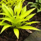 Best-Selling hosta MUNCHKIN FIRE mini gold yellow disease-0 2"" pot= 1 Live Potted Plant