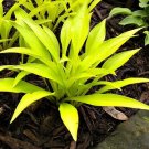 Premium hosta FAIRY DUST mini small wavy gold disease-0 2"" pot = 1 Live Potted Plant Premium hosta FAIRY DUST mini small wavy gold disease-0 2"" pot = 1 Live Potted Plant