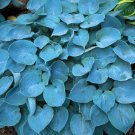 Exclusive hosta HADSPEN BLUE small thick disease-0 2.5"" pot = 1 Live Potted Plant Exclusive hosta HADSPEN BLUE small thick disease-0 2.5"" pot = 1 Live Potted Plant