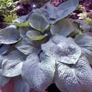 New Arrival hosta ELEGANS large blue thick sieboldiana thick 2.5"" pot = 1 Live Potted Plant