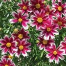 Exclusive sun coreopsis CANDY STRIPES Lil Bang tickseed 2.5"" pot = 1 Live Potted Plant