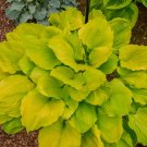 Exclusive hosta SEASONS IN THE SUN potted --- Visit ourstore for lots of hostas! Exclusive hosta SEASONS IN THE SUN potted --- Visit ourstore for lots of hostas!