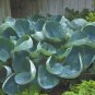 Top-Quality hosta ABIQUA DRINKING GOURD potted plant --- Visit ourstore for much more!