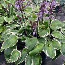 Best-Selling hosta SORBET medium rare purple-red disease-0 2.5"" pot = 1 Live Potted Plant Best-Selling hosta SORBET medium rare purple-red disease-0 2.5"" pot = 1 Live Potted Plant