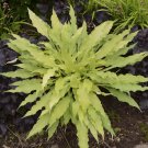 Top-Quality hosta WIGGLES AND SQUIGGLES small 2E wavy healthy 2.5"" pot = 1 Live Potted Plant Top-Quality hosta WIGGLES AND SQUIGGLES small 2E wavy healthy 2.5"" pot = 1 Live Potted Plant