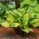 Exclusive hosta ISLAND BREEZE potted plant --- Visit ourstore for 100's more plants Exclusive hosta ISLAND BREEZE potted plant --- Visit ourstore for 100's more plants