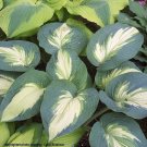 New Arrival hosta HUDSON BAY plant --- Click on our store name to see all of our specials