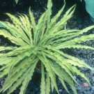 Exclusive hosta CURLY FRIES small famous narrow healthy 2.5"" pot = 1 Live Potted Plant