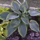 Exclusive hosta WU LA LA big Empress sport disease-0 2.5"" pot = 1 Live Potted Plant