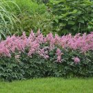 Premium astilbe BRESSINGHAM BEAUTY pink false spirea 2.5"" pot = 1 Live Potted Plant