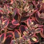 New Arrival sedum DAZZLING DYNAMITE short drought tolerant 2.5"" pot = 1 Live Potted Plant