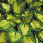 Limited Edition hosta PARADIGM large thick gold award winning 2.5"" pot = 1 Live Potted Plant