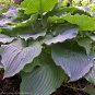 Limited Edition hosta KOMODO DRAGON plant --- Visit ourstore for lower prices on plants!