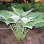 Limited Edition hosta KOMODO DRAGON plant --- Visit ourstore for lower prices on plants!