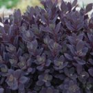 Premium sedum PLUM DAZZLED purple short drought tolerant 2.5"" pot = 1 Live Potted Plant