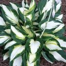 Best-Selling hosta VULCAN medium white thick easy disease-0 2.5"" pot = 1 Live Potted Plant Best-Selling hosta VULCAN medium white thick easy disease-0 2.5"" pot = 1 Live Potted Plant