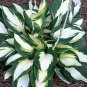 Best-Selling hosta VULCAN medium white thick easy disease-0 2.5"" pot = 1 Live Potted Plant