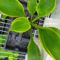Premium hosta LONE STAR large thick Key West new rare big 2.5"" pot = 1 Live Potted Plant