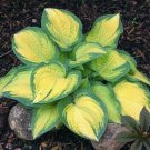 Premium hosta ORANGE MARMALADE medium new colorful 2.5"" pot = 1 Live Potted Plant Premium hosta ORANGE MARMALADE medium new colorful 2.5"" pot = 1 Live Potted Plant