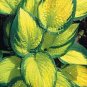 Premium hosta ORANGE MARMALADE medium new colorful 2.5"" pot = 1 Live Potted Plant