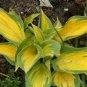 Premium hosta ORANGE MARMALADE medium new colorful 2.5"" pot = 1 Live Potted Plant
