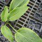 New Arrival hosta OYSTER BAR medium new rare Tidewater sport 2.5"" pot = 1 Live Potted Plant