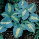 Exclusive hosta TOUCH OF CLASS medium thick disease-0 2.5"" pot = 1 Live Potted Plant Exclusive hosta TOUCH OF CLASS medium thick disease-0 2.5"" pot = 1 Live Potted Plant