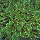 Best-Selling hosta SO SWEET plant --- Visit ourstore for lower pricing on all plants! Best-Selling hosta SO SWEET plant --- Visit ourstore for lower pricing on all plants!