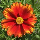 Limited Edition sun coreopsis FIREWHEEL orange new tickseed 2.5"" pot = 1 Live Potted Plant