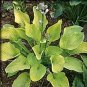 Top-Quality hosta WORLD CUP medium gold thick disease-0 2.5"" pot = 1 Live Potted Plant