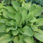 Top-Quality hosta WORLD CUP medium gold thick disease-0 2.5"" pot = 1 Live Potted Plant