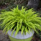 Limited Edition hosta PARTY STREAMERS small wavy 3E disease-0 2.5"" pot = 1 Live Potted Plant