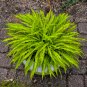 Limited Edition hosta PARTY STREAMERS small wavy 3E disease-0 2.5"" pot = 1 Live Potted Plant