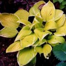 Top-Quality hosta ST ELMO'S FIRE medium yellow green saint 2.5"" pot = 1 Live Potted Plant Top-Quality hosta ST ELMO'S FIRE medium yellow green saint 2.5"" pot = 1 Live Potted Plant
