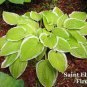 Top-Quality hosta ST ELMO'S FIRE medium yellow green saint 2.5"" pot = 1 Live Potted Plant