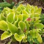 Top-Quality hosta ST ELMO'S FIRE medium yellow green saint 2.5"" pot = 1 Live Potted Plant