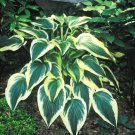 New Arrival hosta FANTABULOUS large dark green disease-0 2.5"" pot = 1 Live Potted Plant