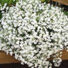 Premium 50+ LOBELIA REGATTA WHITE TRAILING PERENNIAL FLOWER SEEDS Premium 50+ LOBELIA REGATTA WHITE TRAILING PERENNIAL FLOWER SEEDS