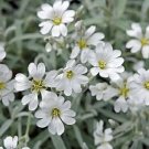 Top-Quality 100+ SNOW IN SUMMER CERASTIUM PERENNIAL FLOWER SEEDS/DEER RESISTANT GROUND COVER Top-Quality 100+ SNOW IN SUMMER CERASTIUM PERENNIAL FLOWER SEEDS/DEER RESISTANT GROUND COVER