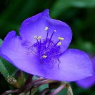 Premium 30+ DARK BLUE TRADESCANTIA SPIDERWORT FLOWER SEEDS / PERENNIAL Premium 30+ DARK BLUE TRADESCANTIA SPIDERWORT FLOWER SEEDS / PERENNIAL