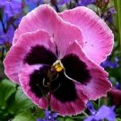 Premium NEW! 35+ PANSY MAMMOTH PINK BERRY / SELF-SEEDING ANNUAL Premium NEW! 35+ PANSY MAMMOTH PINK BERRY / SELF-SEEDING ANNUAL