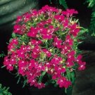 Top-Quality 50+ LOBELIA REGATTA ROSE TRAILING PERENNIAL FLOWER SEEDS Top-Quality 50+ LOBELIA REGATTA ROSE TRAILING PERENNIAL FLOWER SEEDS