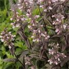 Exclusive 50+ PENSTEMONE HUSKER RED BEARDTONGUE / DEER RESISTANT PERENNIAL Exclusive 50+ PENSTEMONE HUSKER RED BEARDTONGUE / DEER RESISTANT PERENNIAL