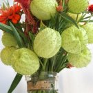 Limited Edition 35+ GOMPHOCARPUS PHYSPCARPUS / SWAN PLANT / HAIRY BALLS / ANNUAL Limited Edition 35+ GOMPHOCARPUS PHYSPCARPUS / SWAN PLANT / HAIRY BALLS / ANNUAL