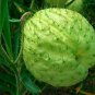 Limited Edition 35+ GOMPHOCARPUS PHYSPCARPUS / SWAN PLANT / HAIRY BALLS / ANNUAL