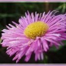 Exclusive 50+ ERIGERON PINK JEWEL PERENNIAL FLOWER SEEDS/DROUGHT TOLERANT FLEA REPELLANT Exclusive 50+ ERIGERON PINK JEWEL PERENNIAL FLOWER SEEDS/DROUGHT TOLERANT FLEA REPELLANT