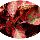 Top-Quality 25+ HYPOESTES POLKA DOT PLANT SPLASH RED FLOWER SEEDS / SHADE LOVING Top-Quality 25+ HYPOESTES POLKA DOT PLANT SPLASH RED FLOWER SEEDS / SHADE LOVING
