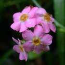 New Arrival NEW! RARE ROSE FORGET-ME-NOT 50+ FLOWER SEEDS / PERENNIAL